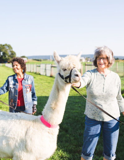 A woman walks an alpaca.